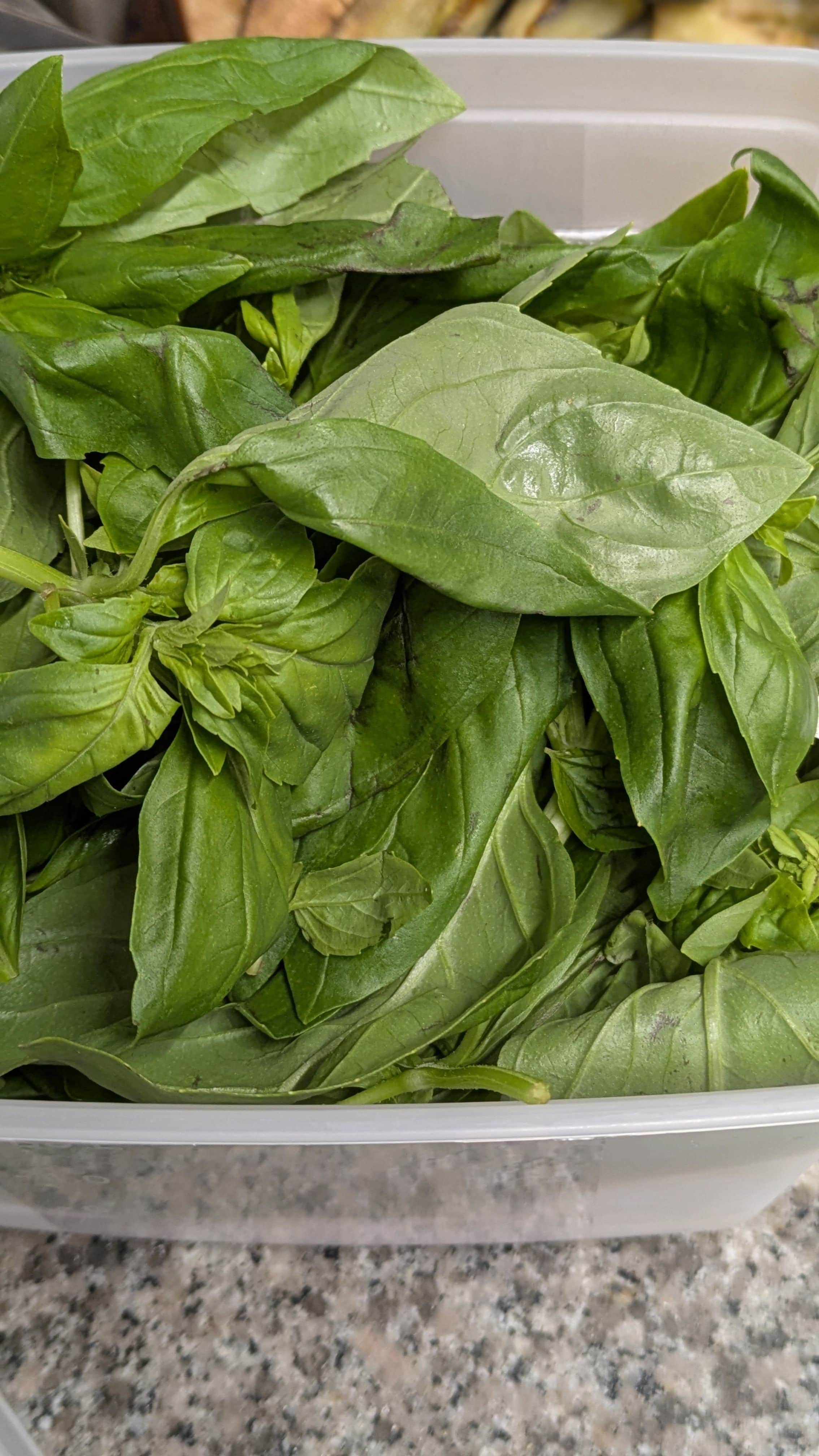 Pesto verde